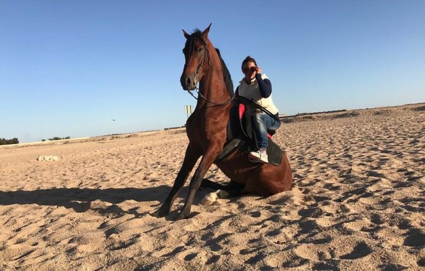 Horse Riding in Hurghada