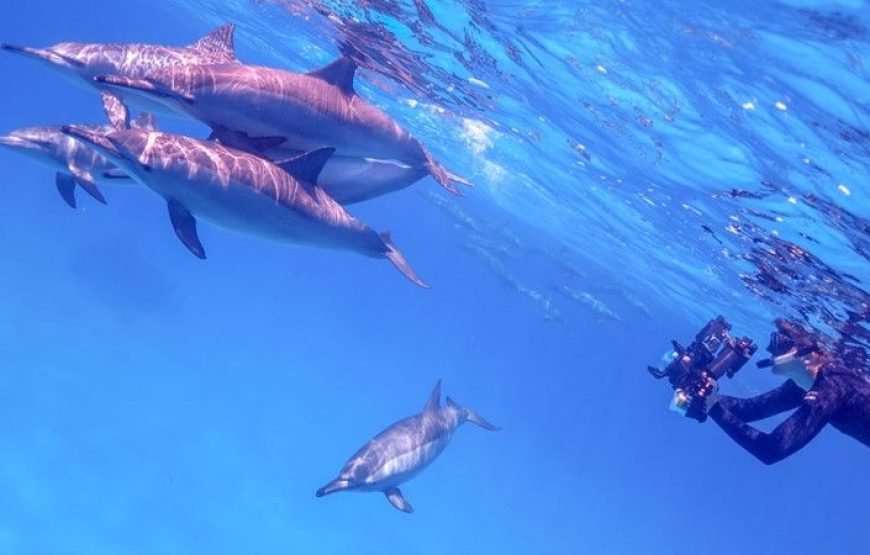 Samadai Dolphin House