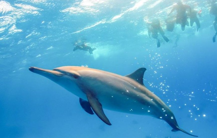 Samadai Dolphin House